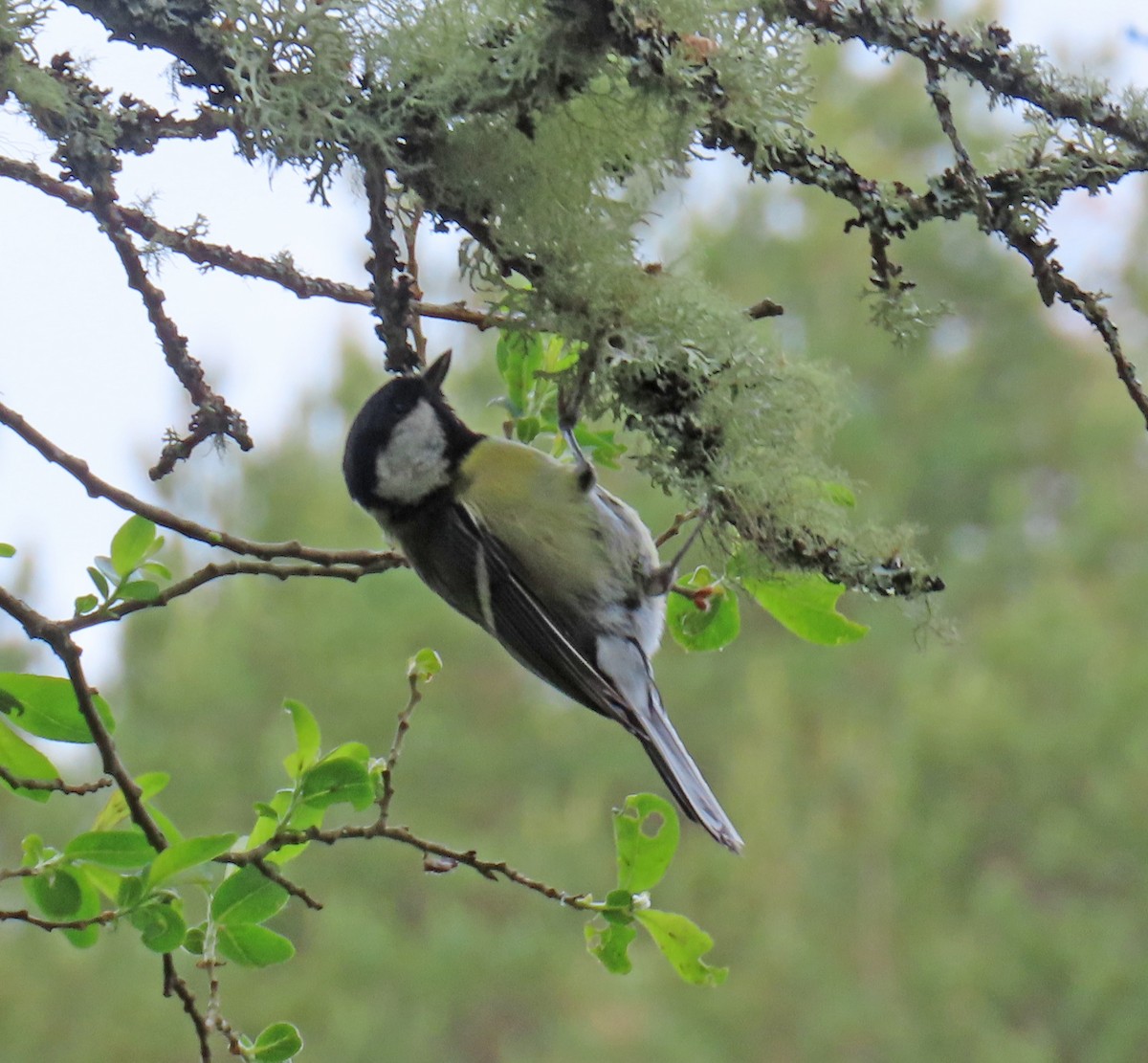 Great Tit - ML637874989