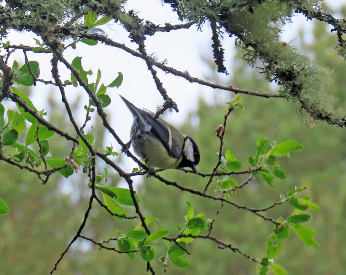 Great Tit - ML637874990