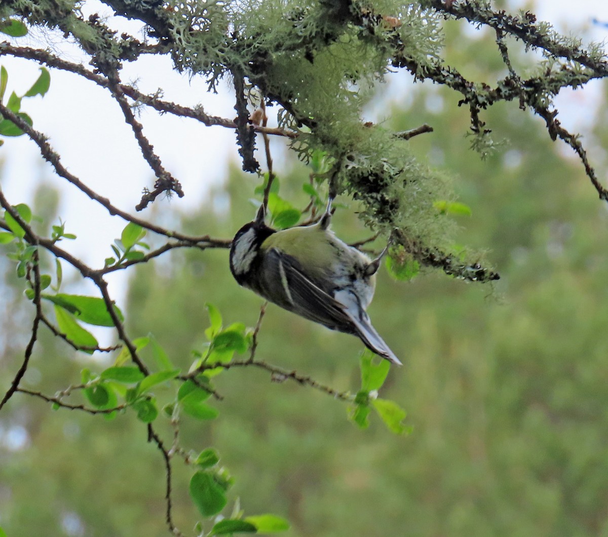 Great Tit - ML637874991
