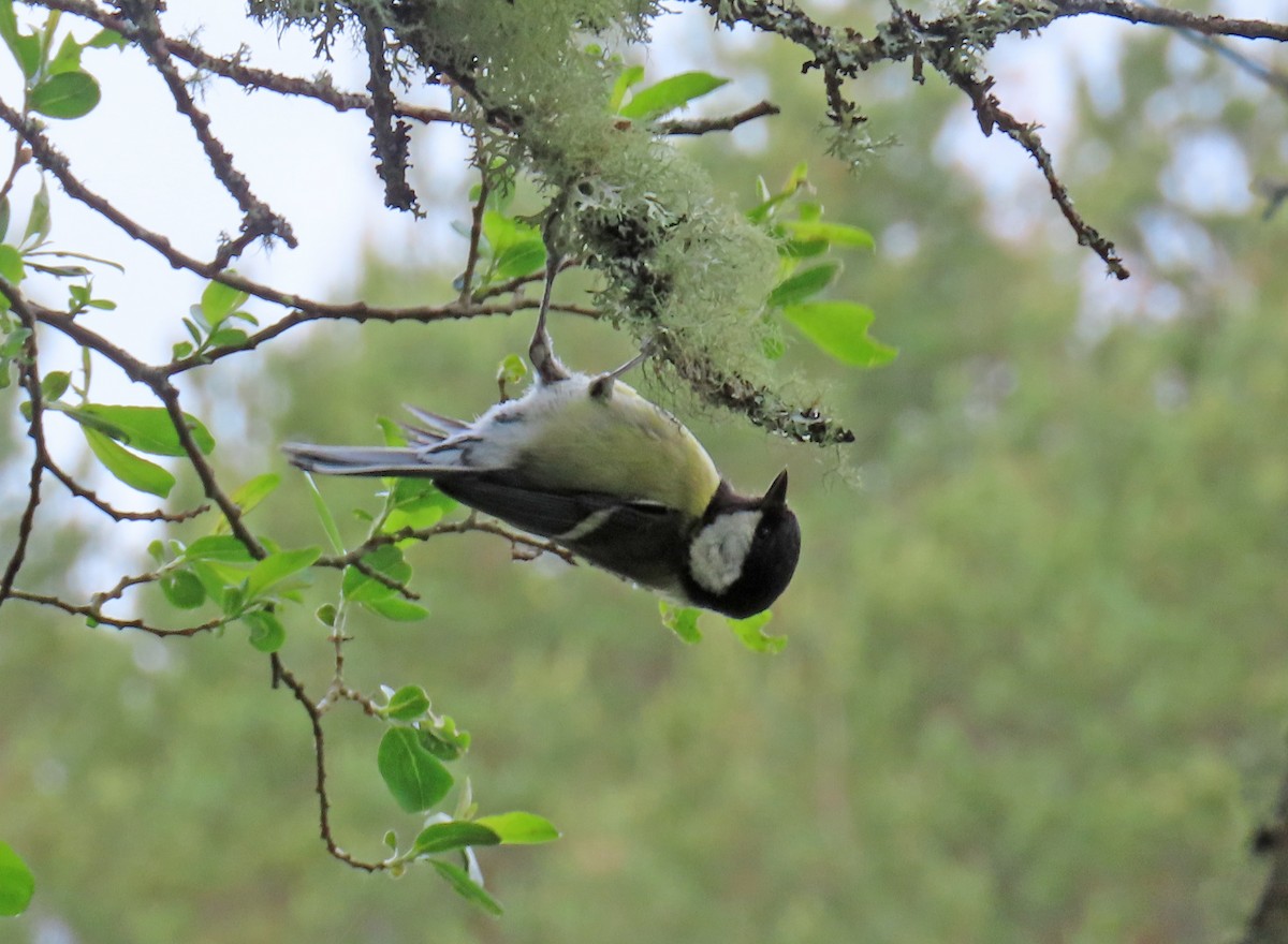 Great Tit - ML637874992