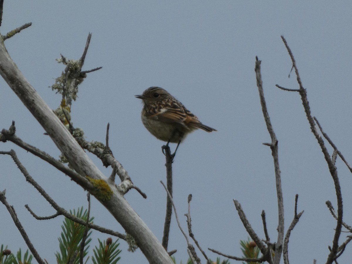 European Stonechat - ML637874993