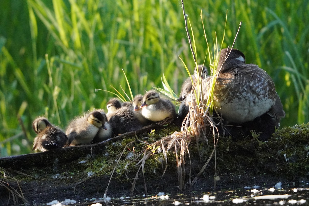 Wood Duck - ML637874994