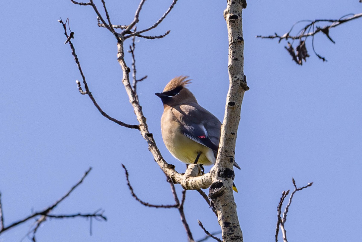 Cedar Waxwing - ML637874995