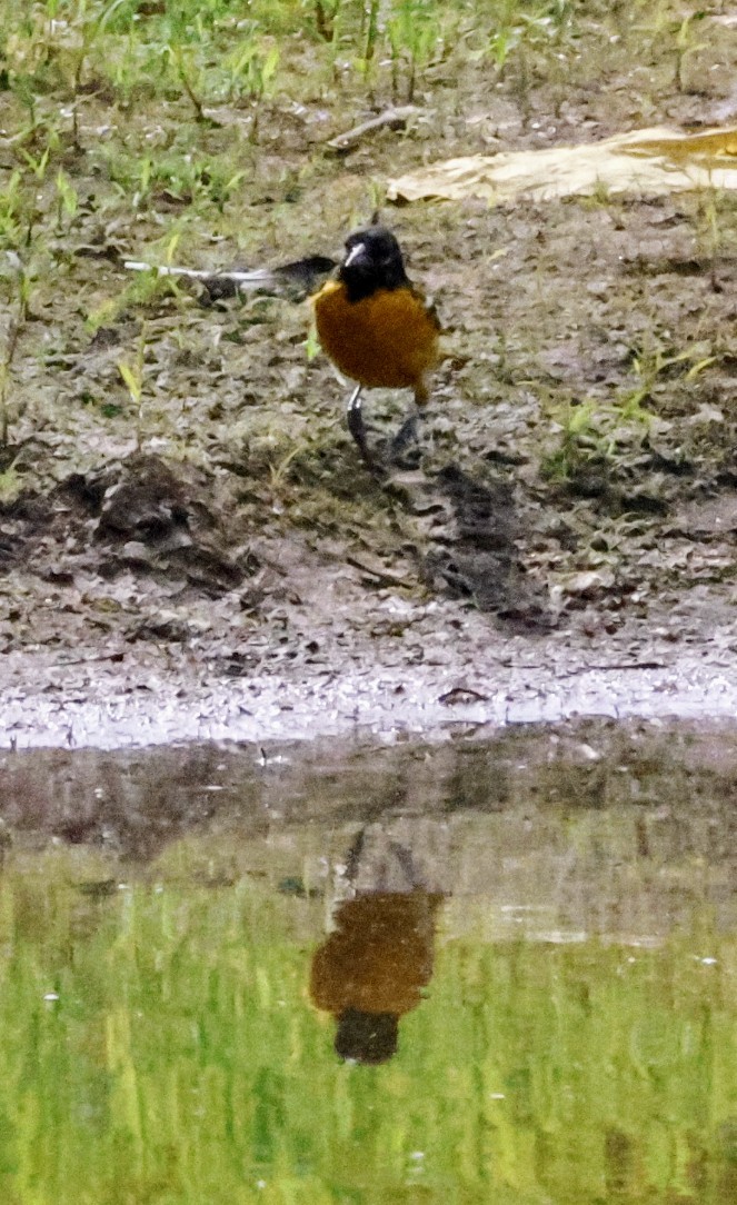 Baltimore Oriole - ML637874996