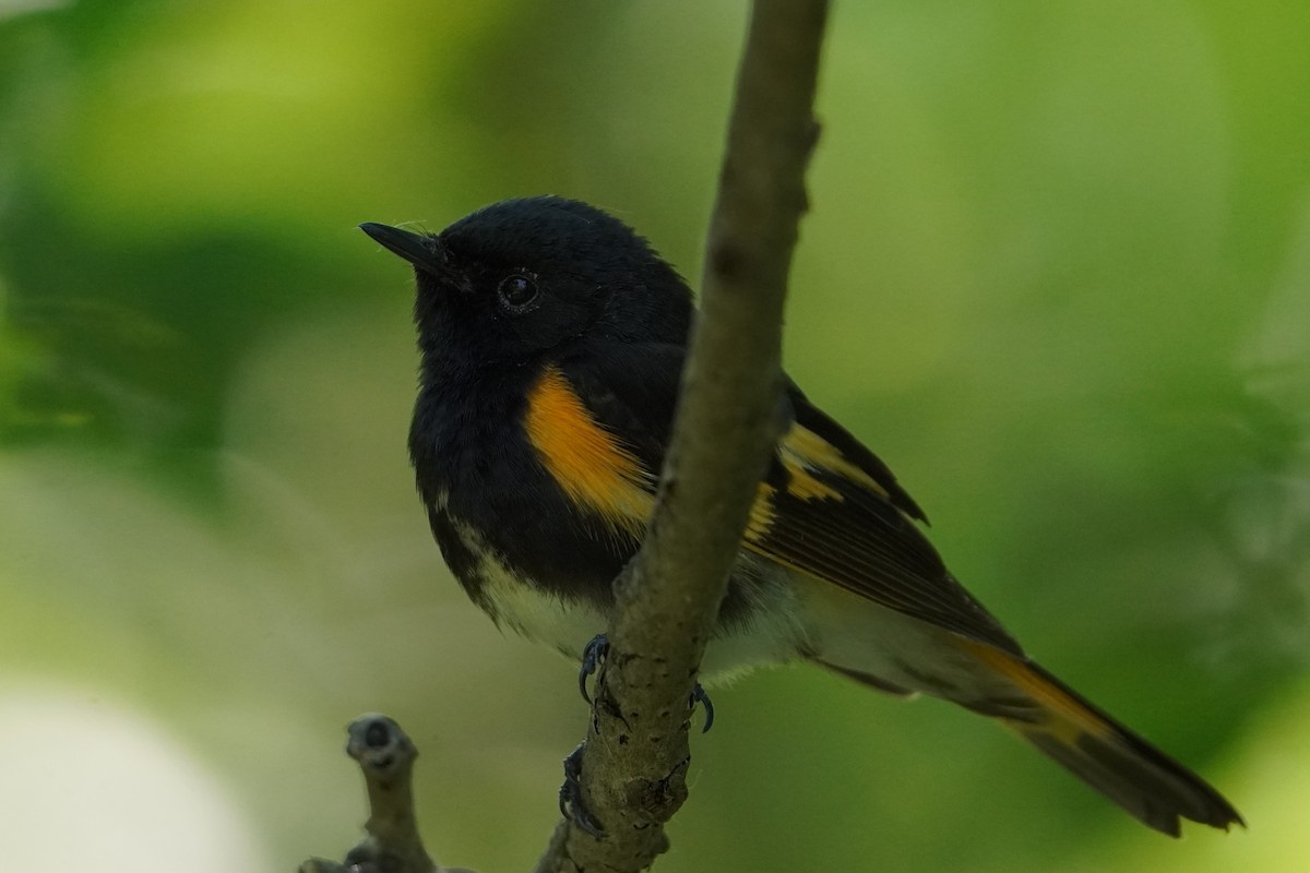 American Redstart - ML637874997