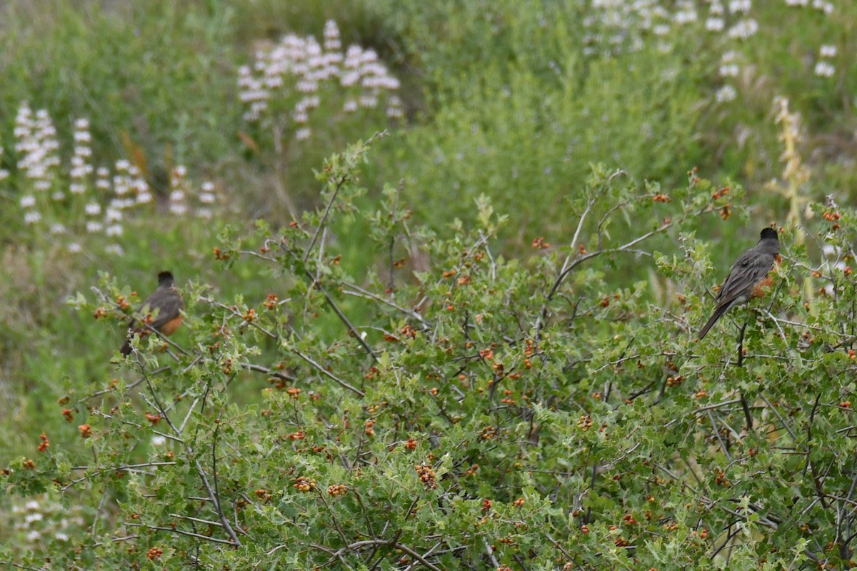 American Robin - ML637874998