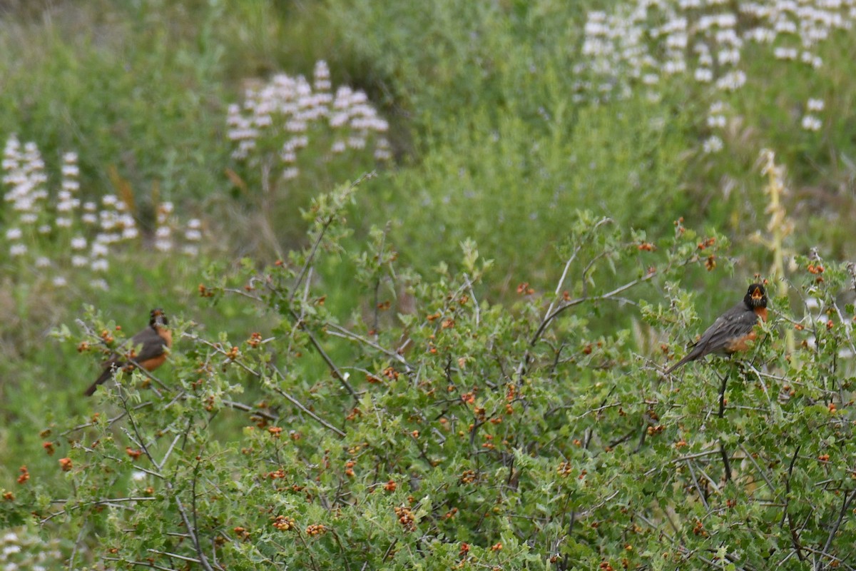 American Robin - ML637874999