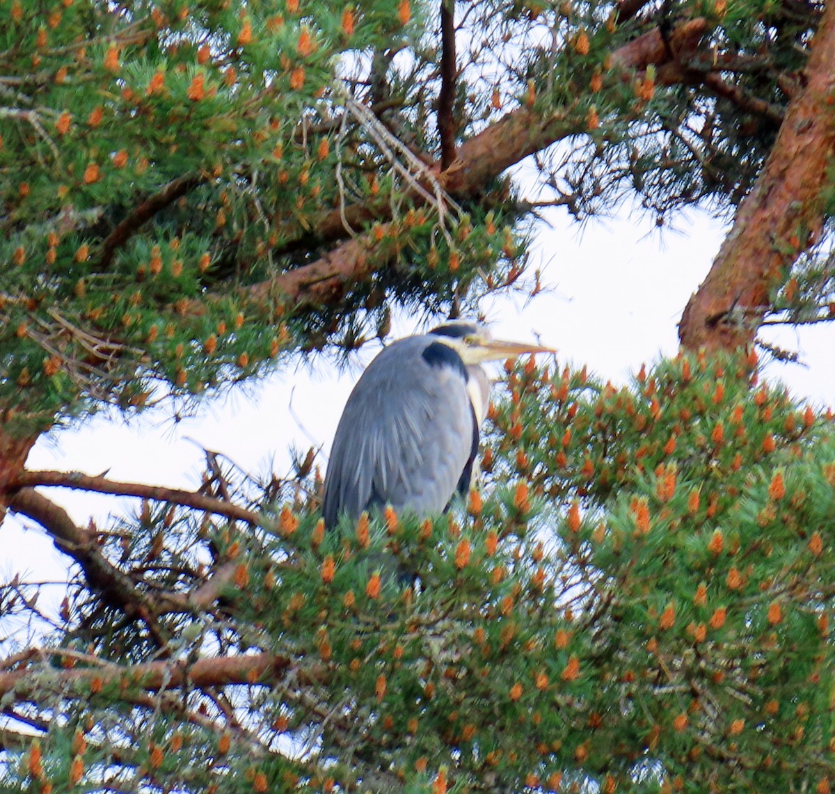 Gray Heron - ML637875000