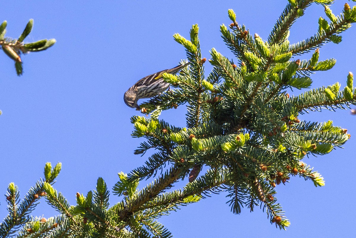 Pine Siskin - ML637875001
