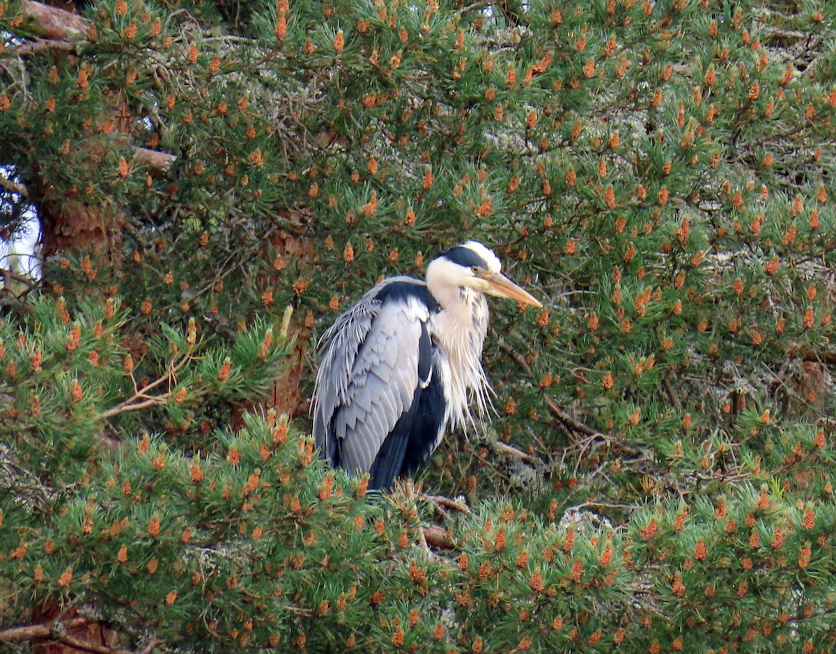 Gray Heron - ML637875002