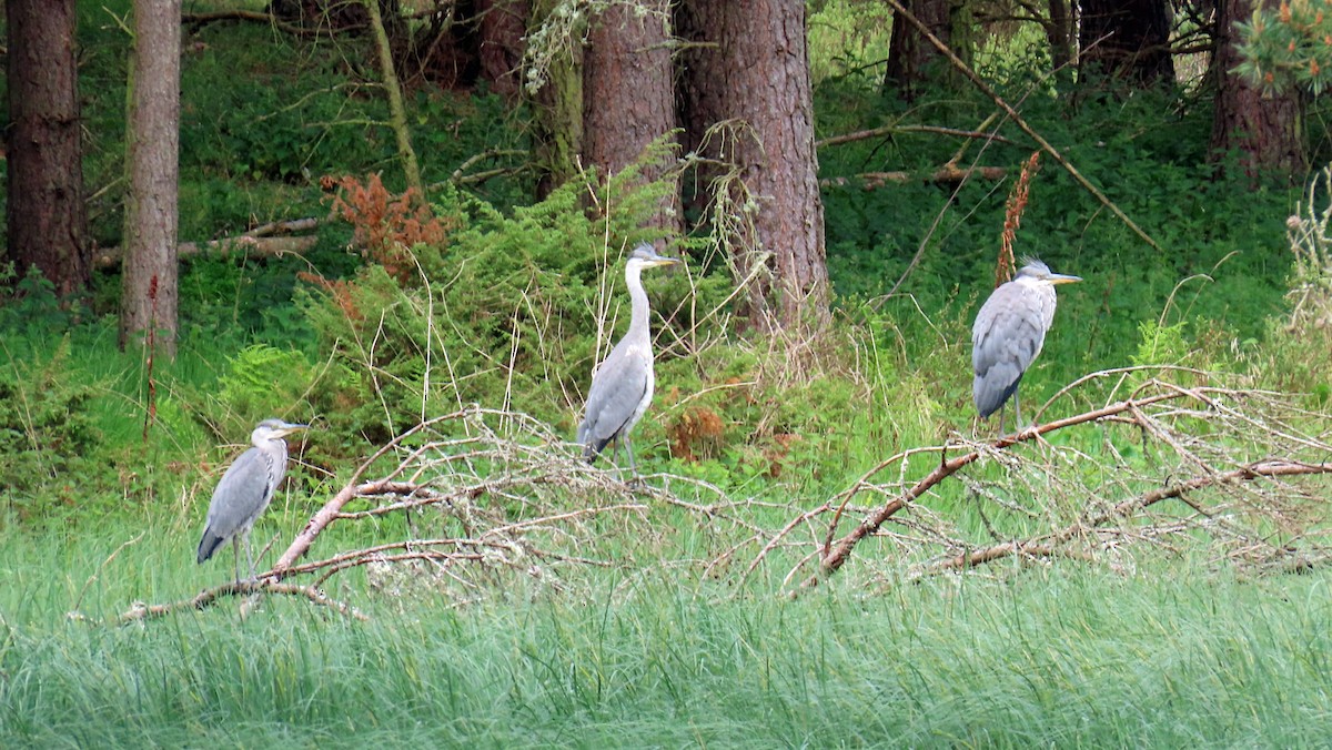 Gray Heron - ML637875003