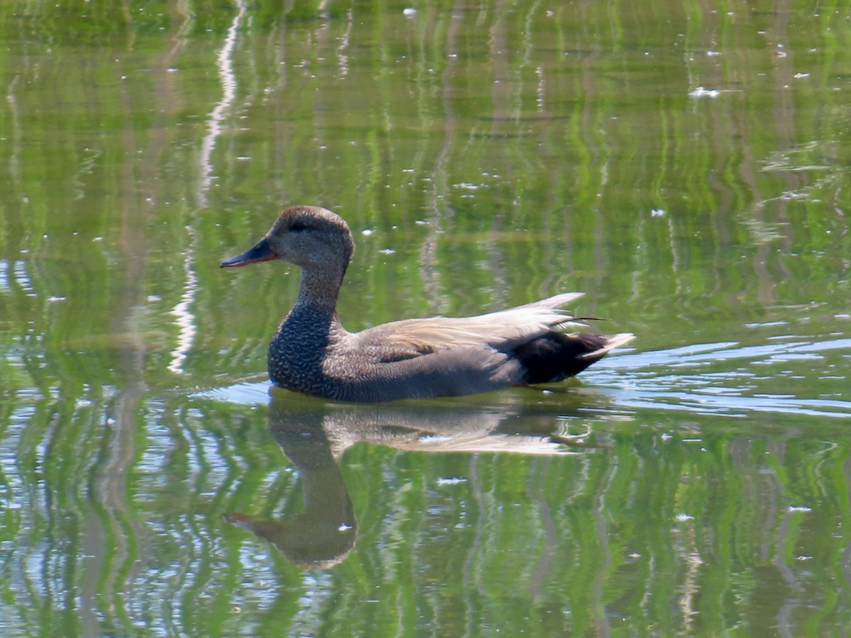 Gadwall - ML637875004