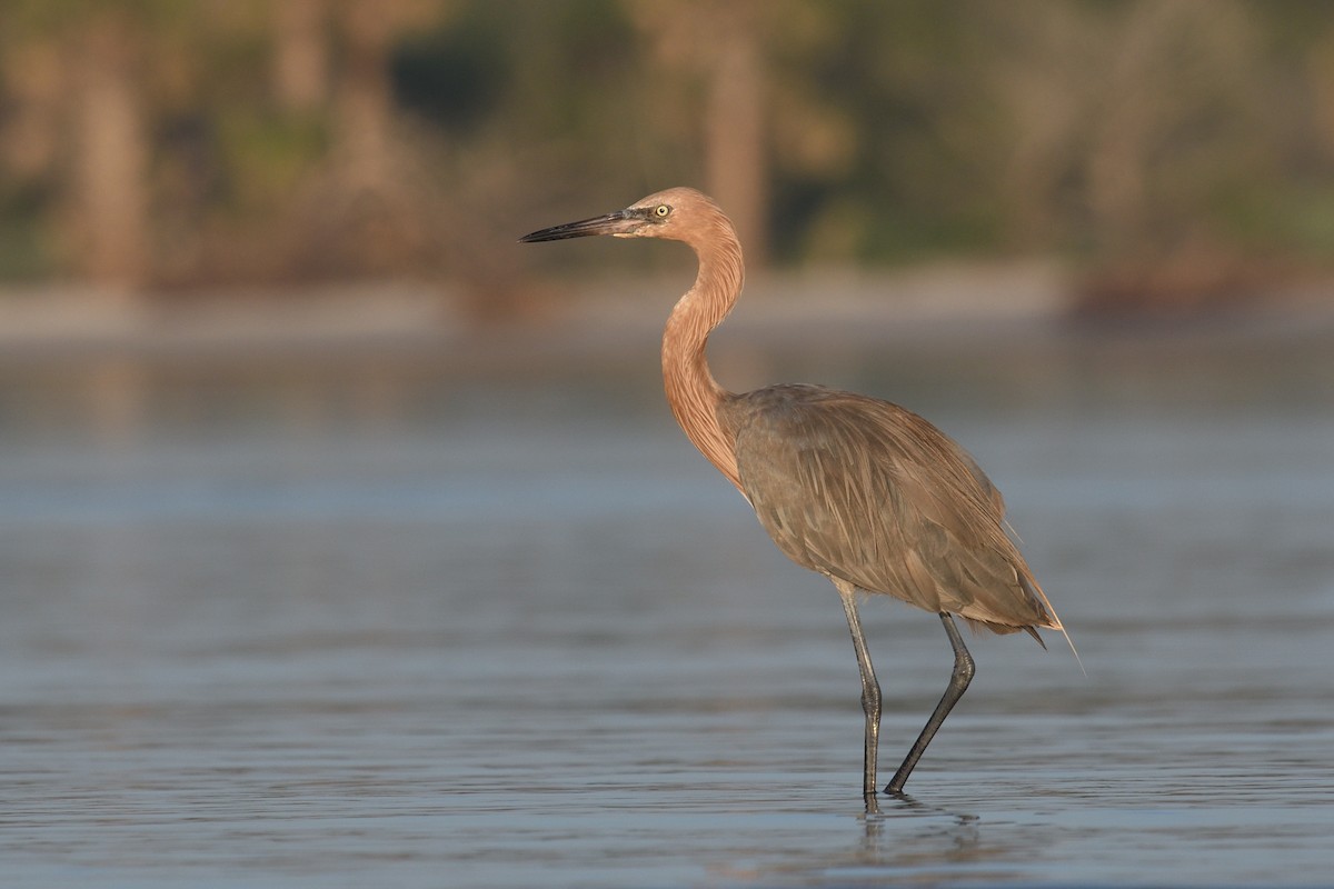 Reddish Egret - ML637875008