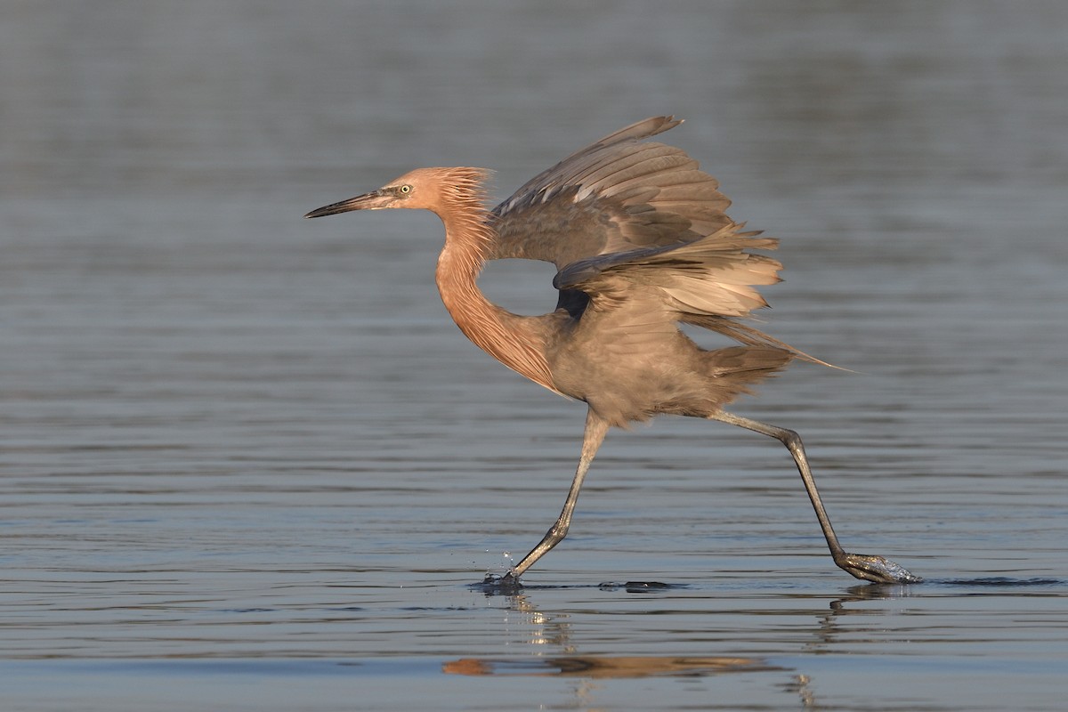 Reddish Egret - ML637875009