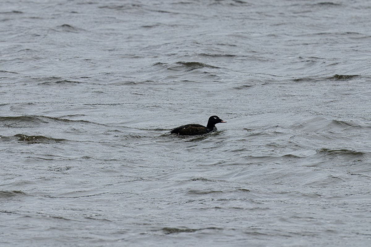 White-winged Scoter - ML637875011