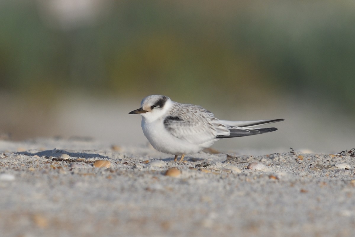 Least Tern - ML637875013
