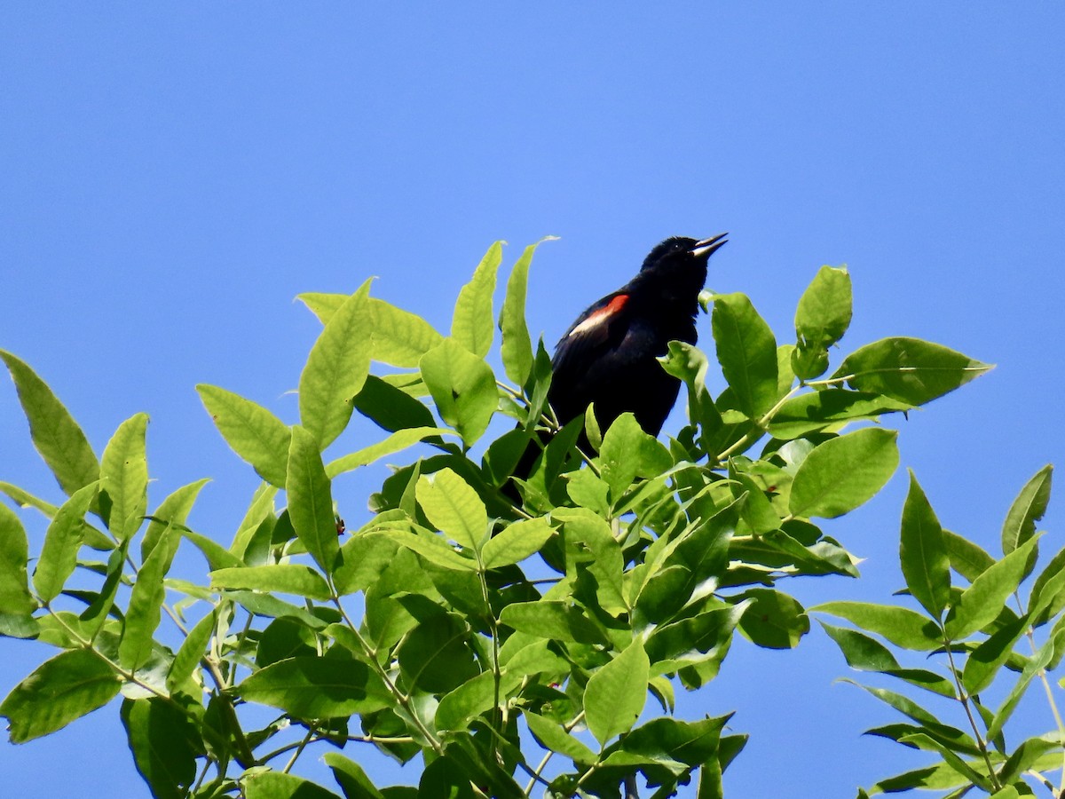 Red-winged Blackbird - ML637875014