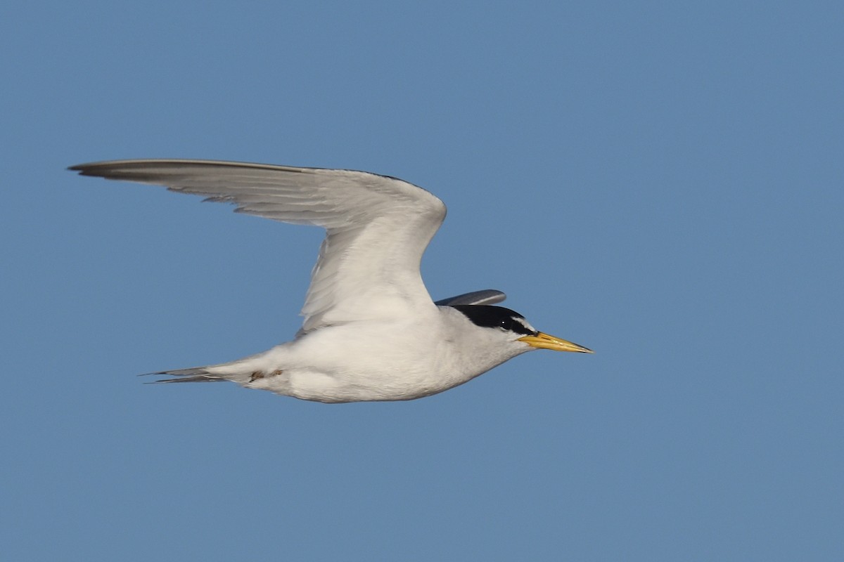 Least Tern - ML637875016