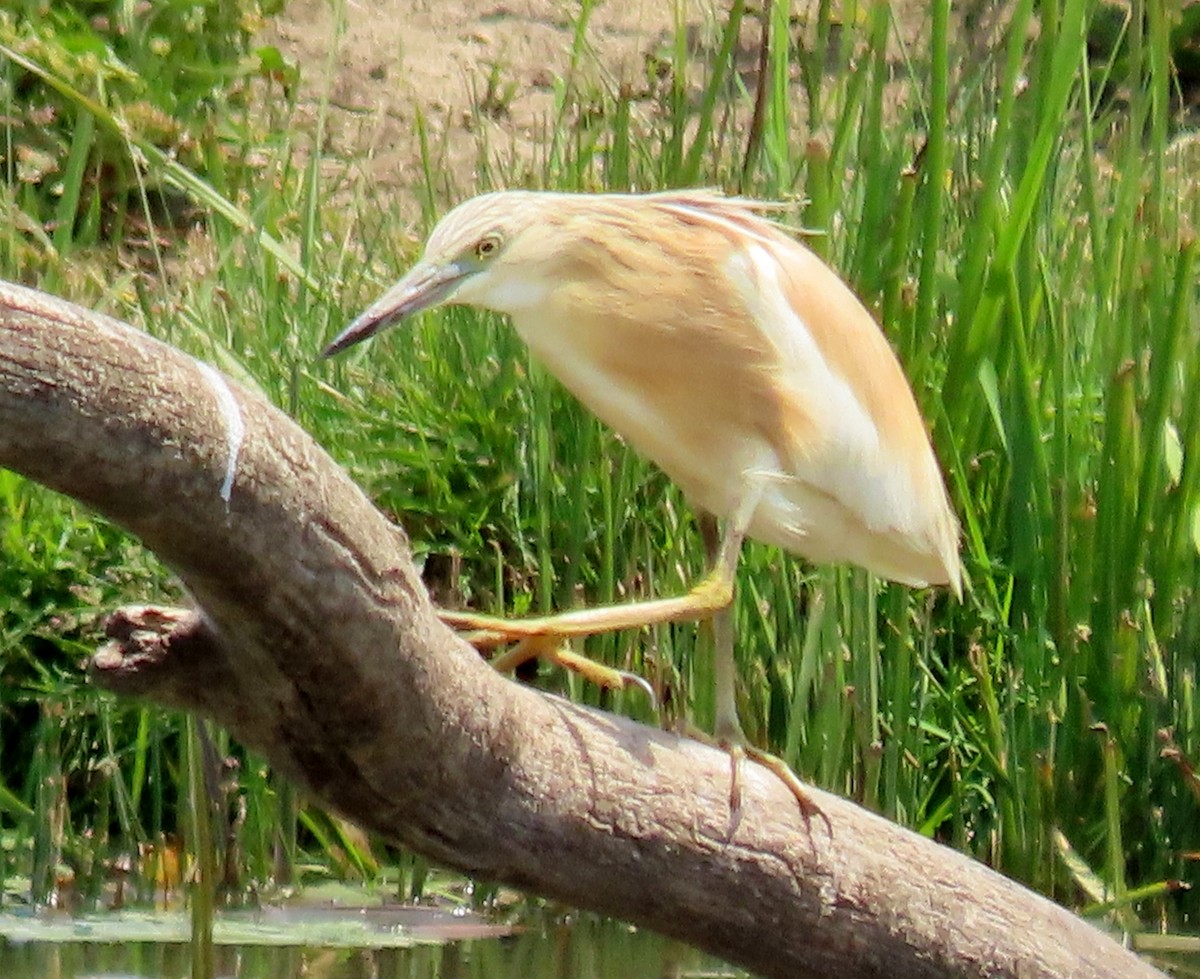 Squacco Heron - ML637875069