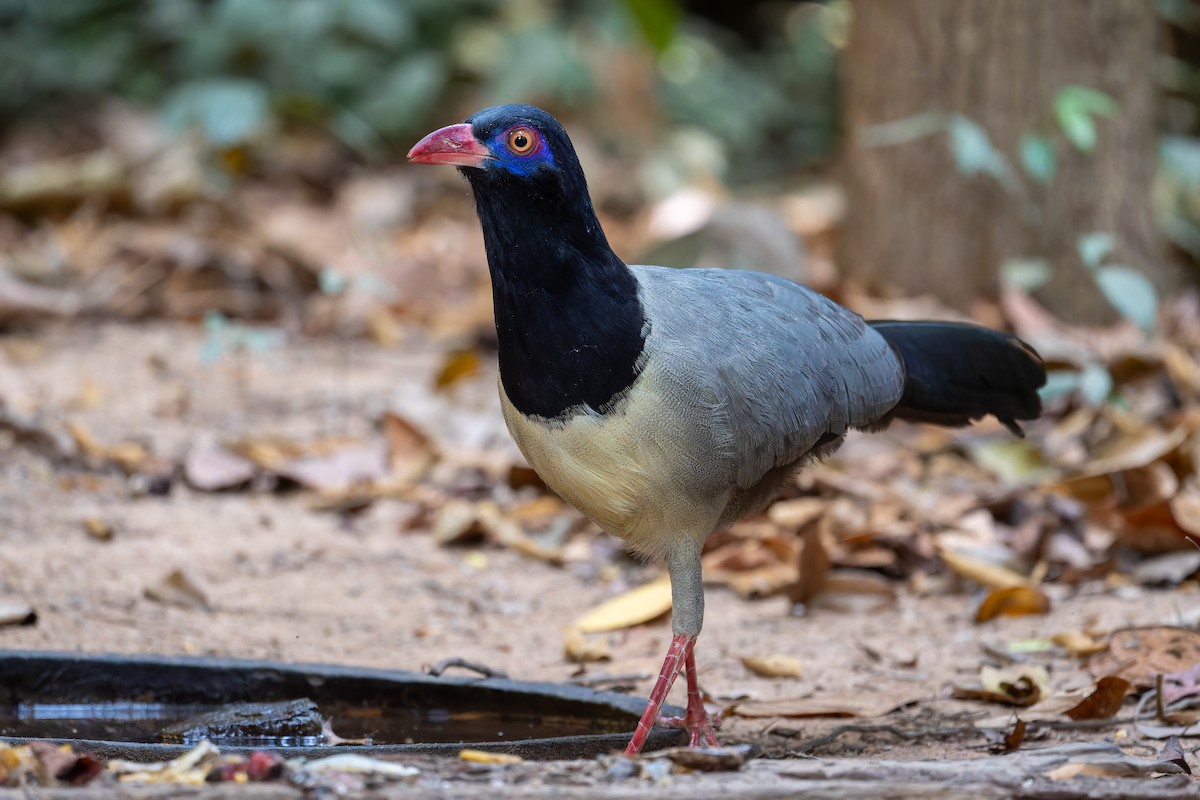 Coral-billed Ground-Cuckoo - ML637875096