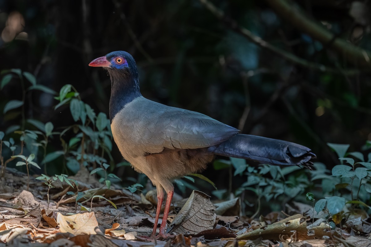 Coral-billed Ground-Cuckoo - ML637875099