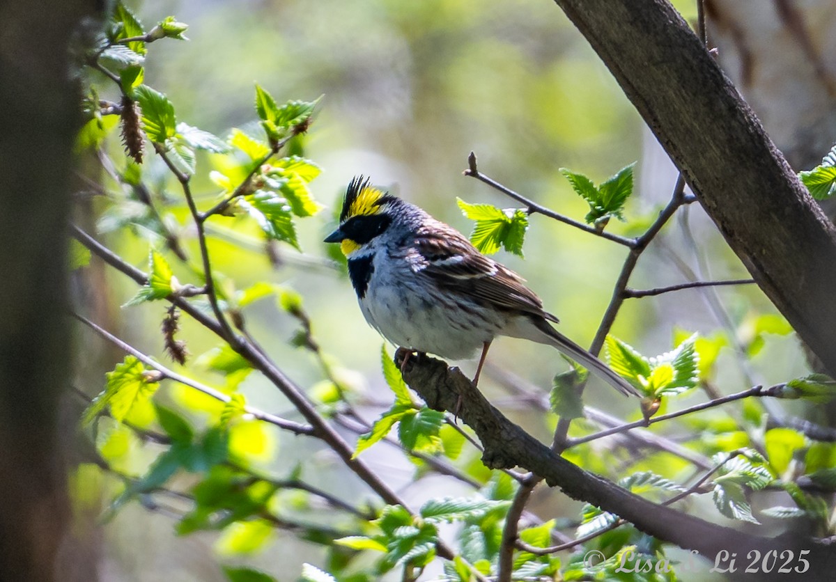 Yellow-throated Bunting - ML637875150