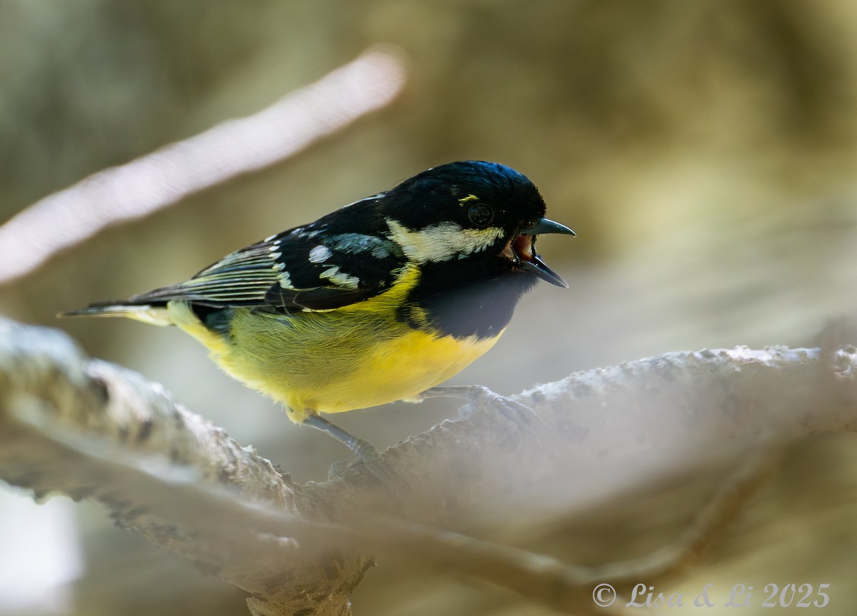 Mésange gracieuse - ML637875164