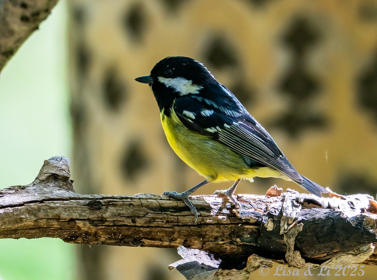 Mésange gracieuse - ML637875165