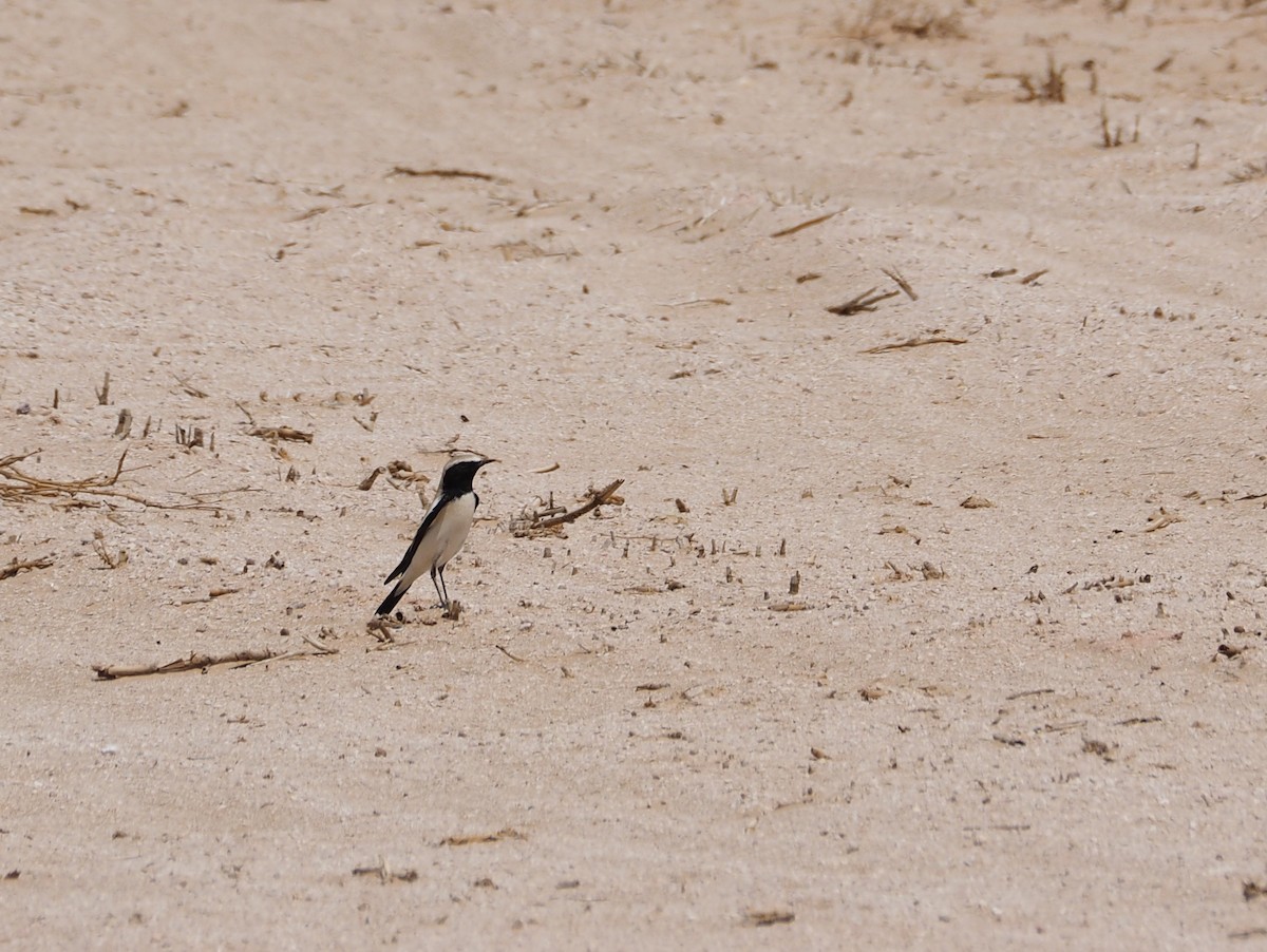 Desert Wheatear - ML637875253