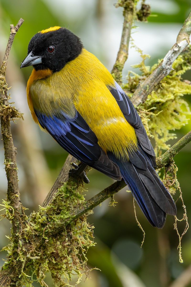 Black-chinned Mountain Tanager - ML637875375