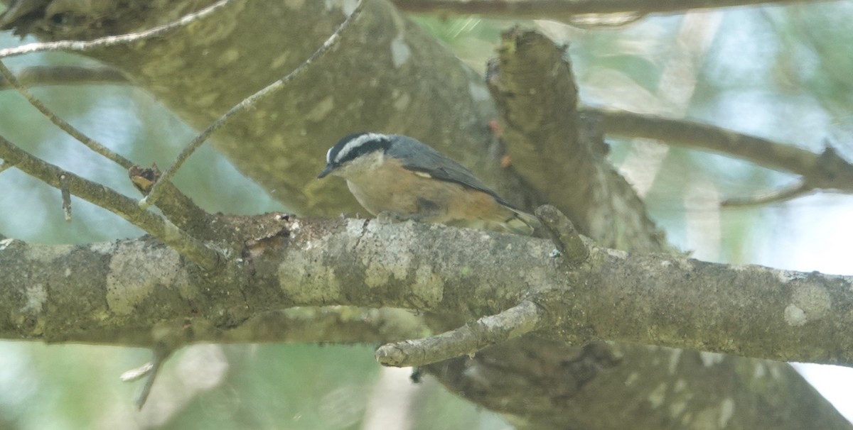 brhlík americký - ML637875379