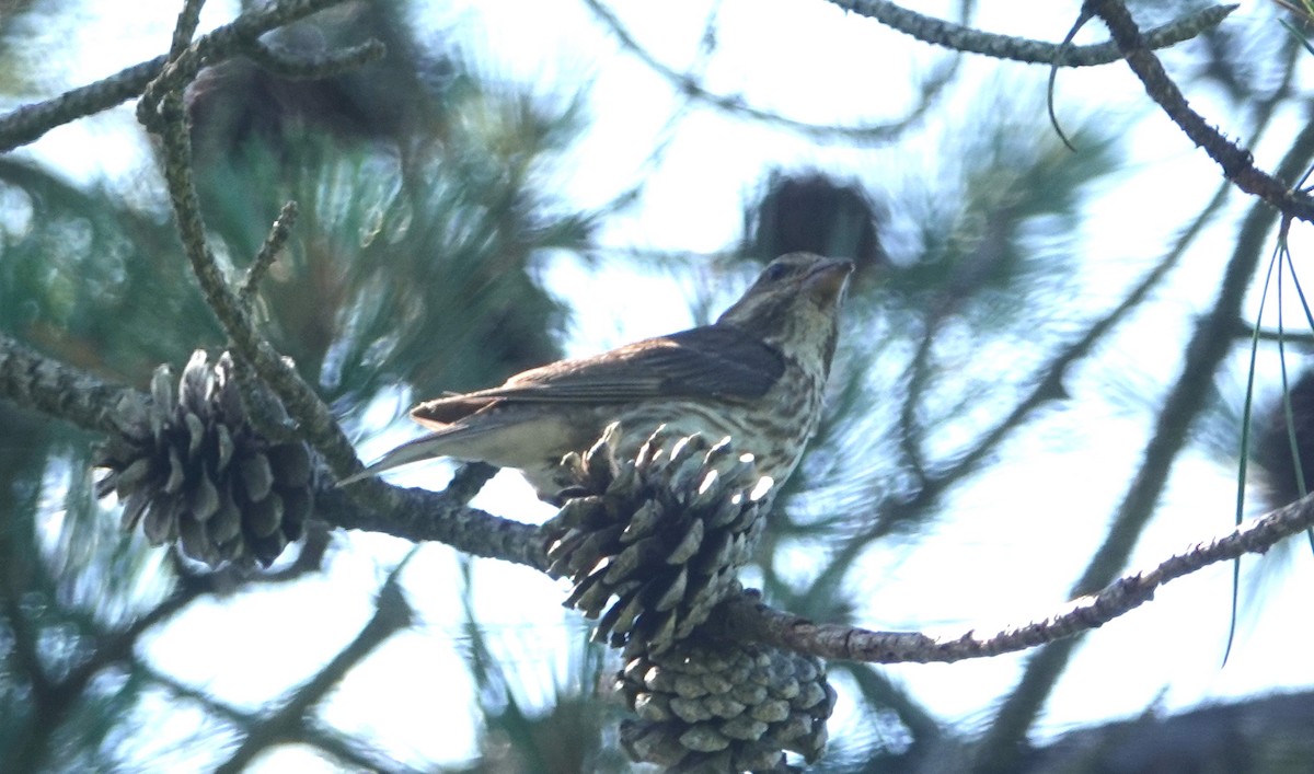 Purple Finch - ML637875402