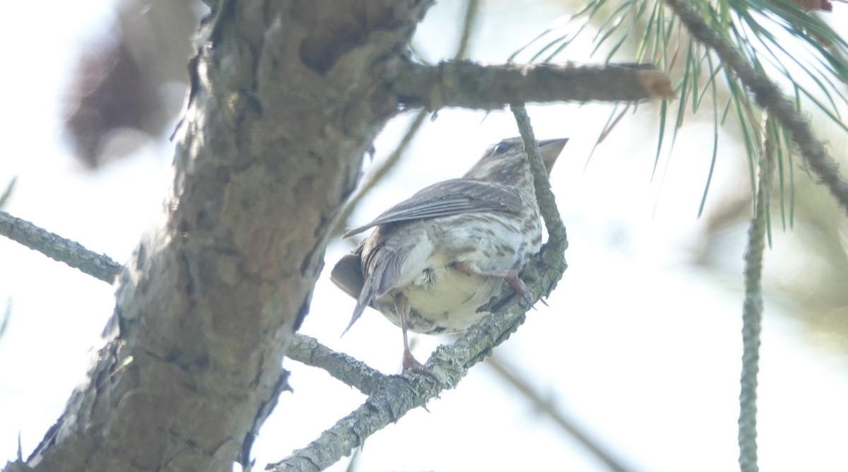 Purple Finch - ML637875403