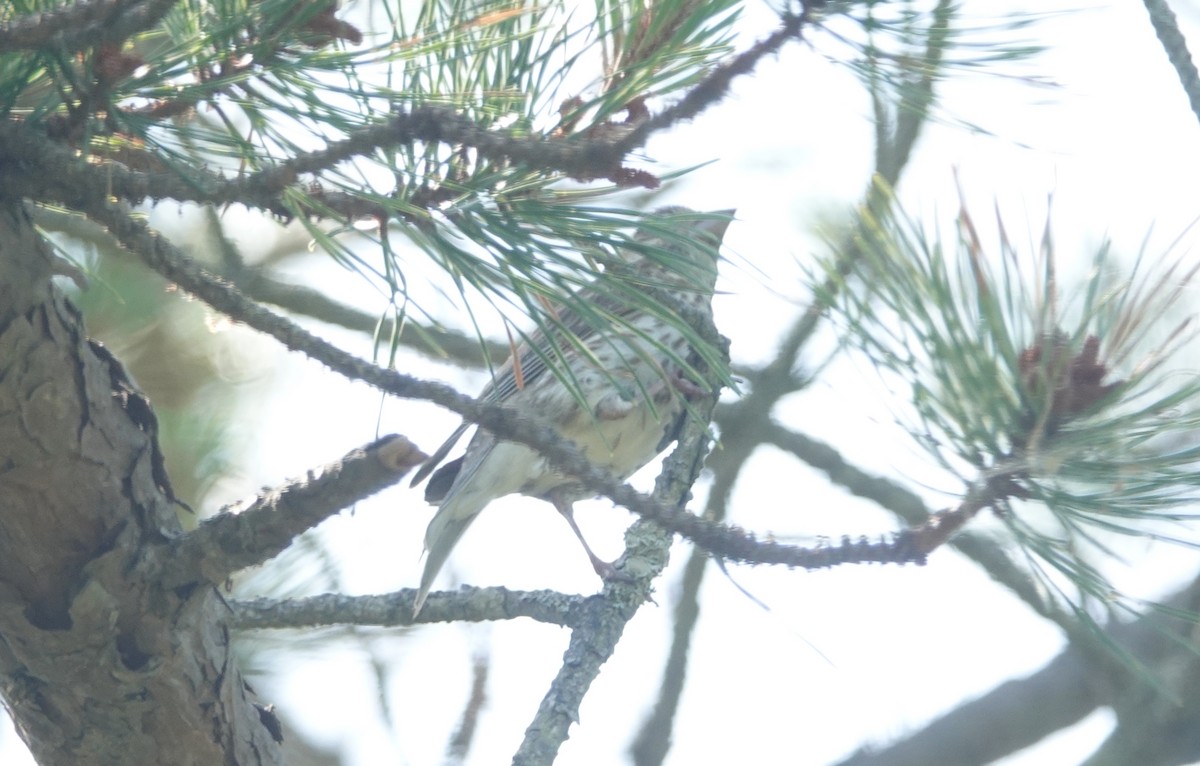 Purple Finch - ML637875404