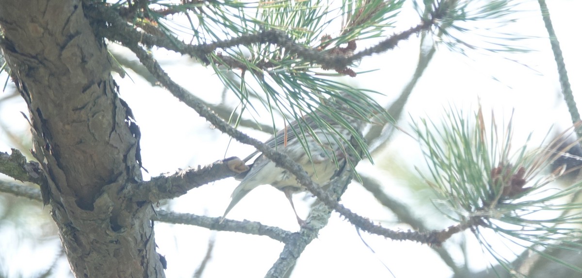 Purple Finch - ML637875405