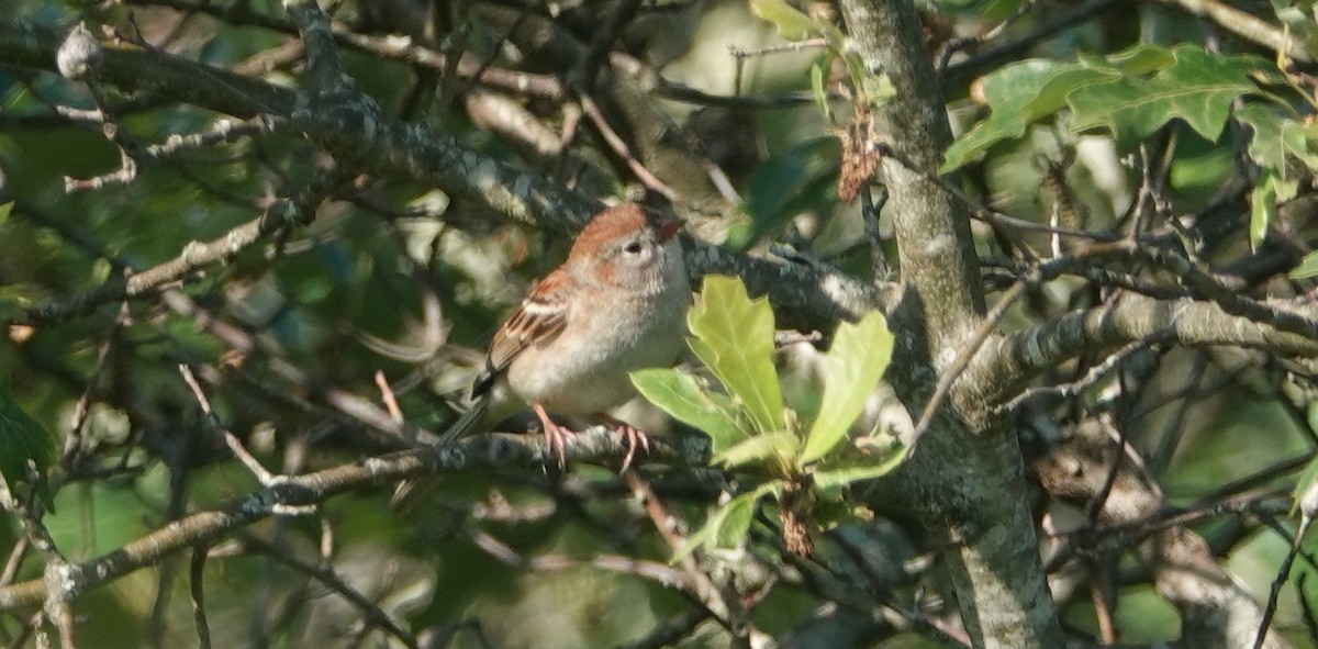 Field Sparrow - ML637875412