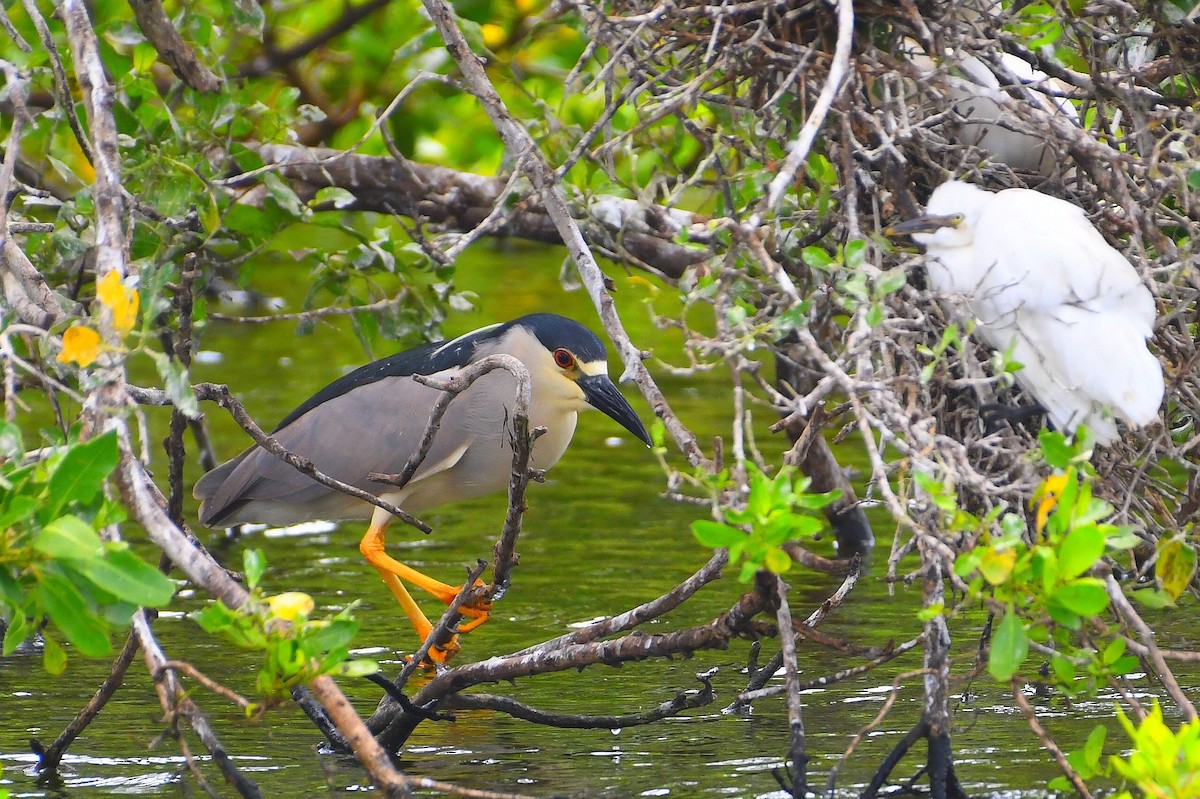 Black-crowned Night Heron - ML637875413