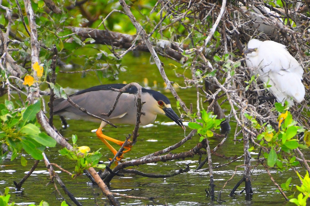 Black-crowned Night Heron - ML637875419