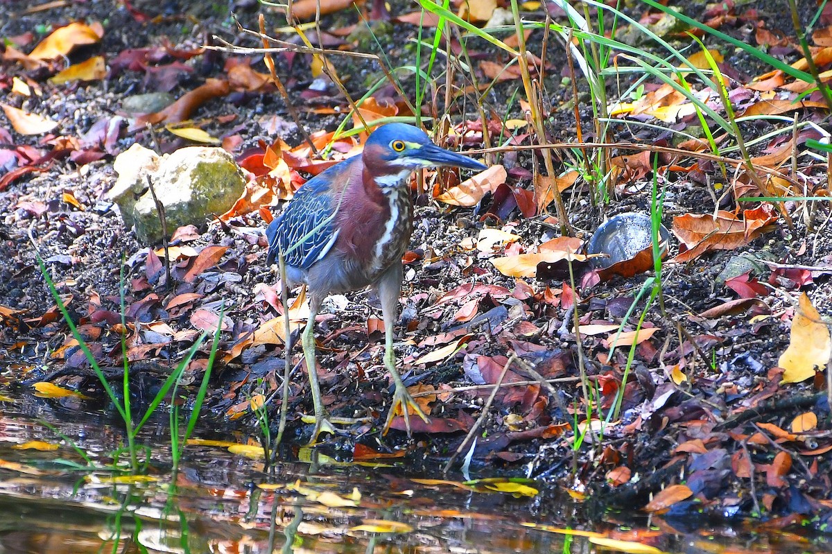 Green Heron - ML637875432