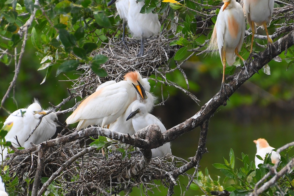 Western Cattle-Egret - ML637875455