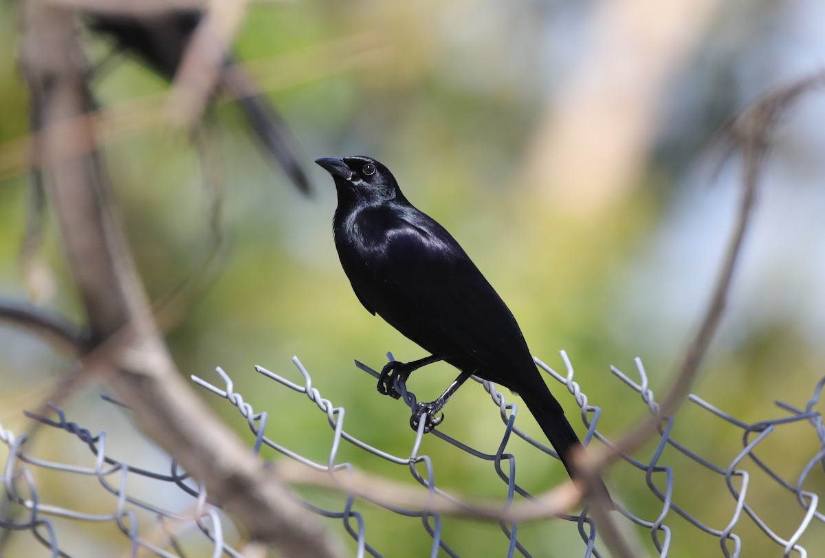 Cuban Blackbird - ML637875462