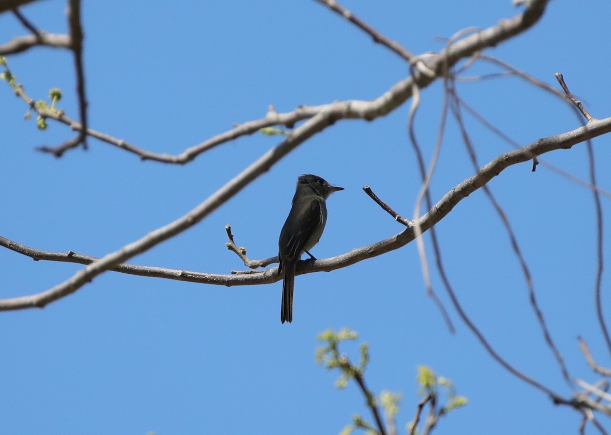 Cuban Pewee - ML637875475
