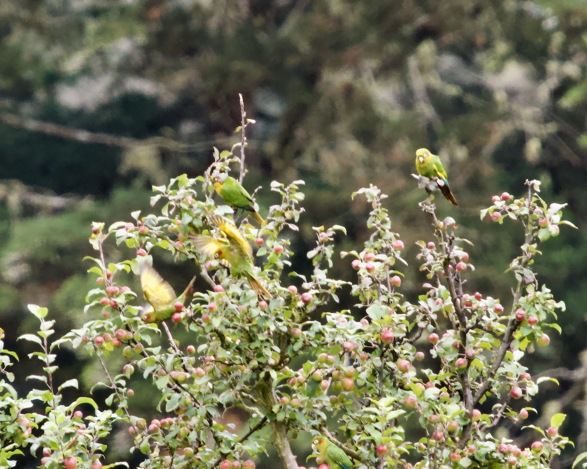 Sulphur-winged Parakeet - ML637875476