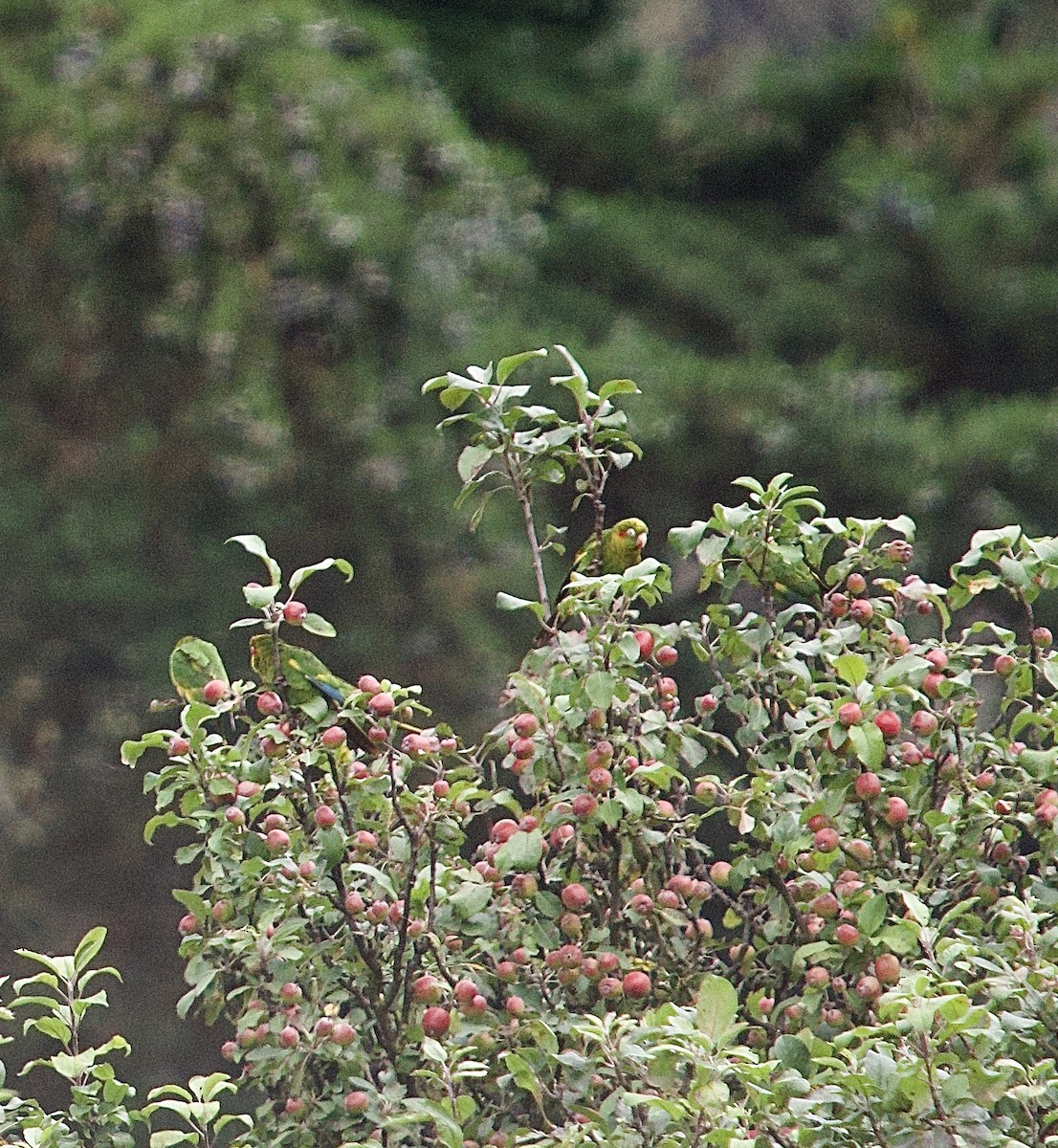 Sulphur-winged Parakeet - ML637875478