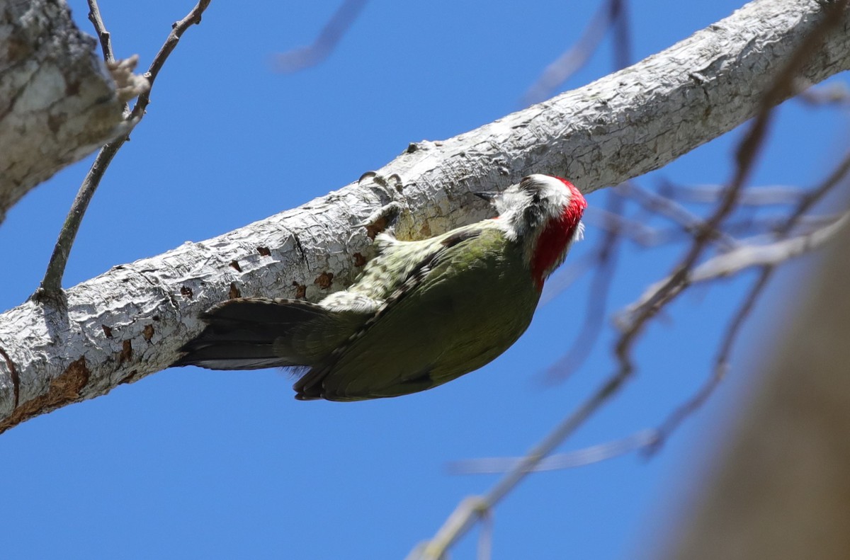 Cuban Green Woodpecker - ML637875496