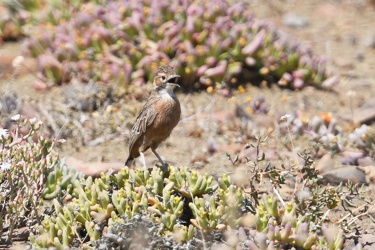 Spike-heeled Lark - ML637875596