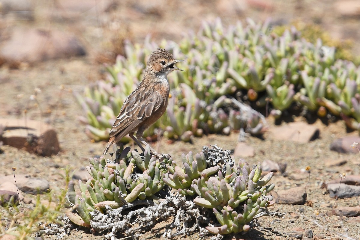 Spike-heeled Lark - ML637875602