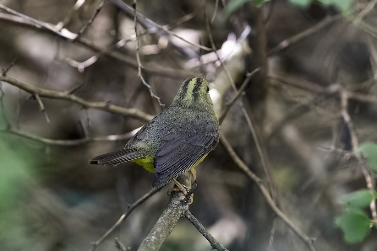Golden-crowned Warbler - ML637875609