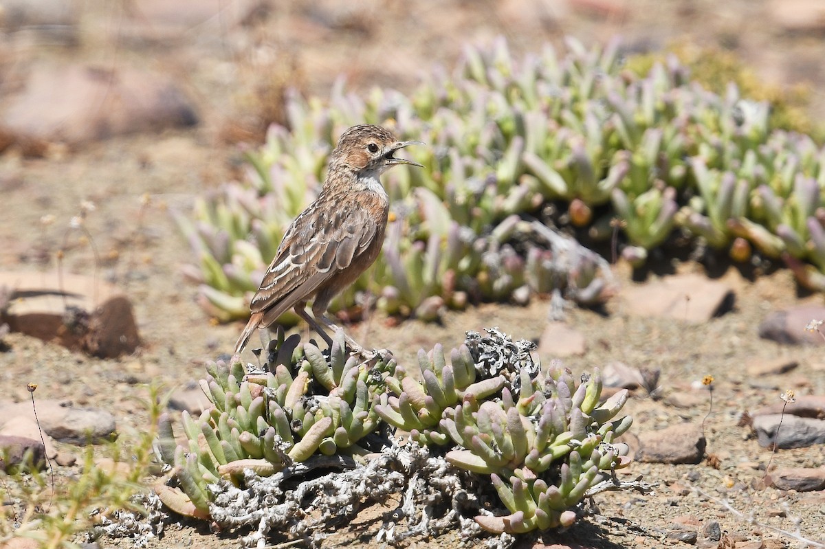 Spike-heeled Lark - ML637875611