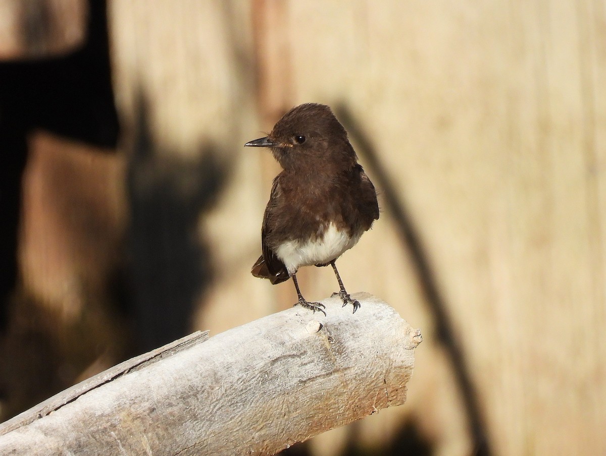 Black Phoebe - ML637875641